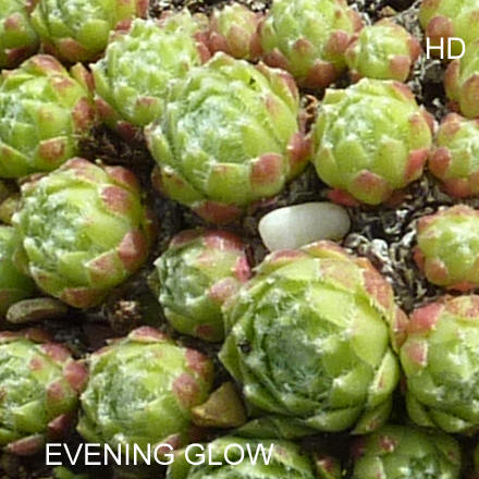 Evening Glow