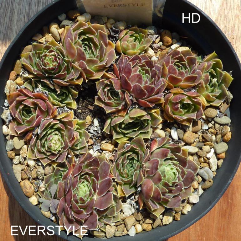 Everstyle / Jovi