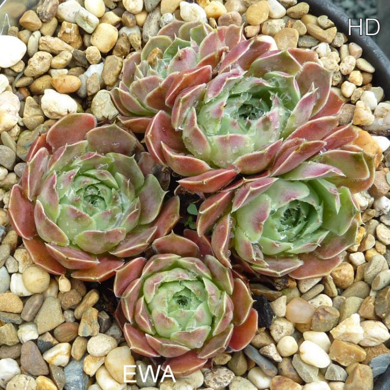 Ewa / Jovi