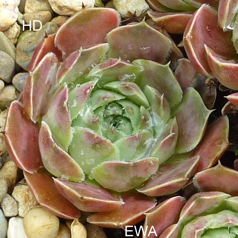 Ewa / Jovi