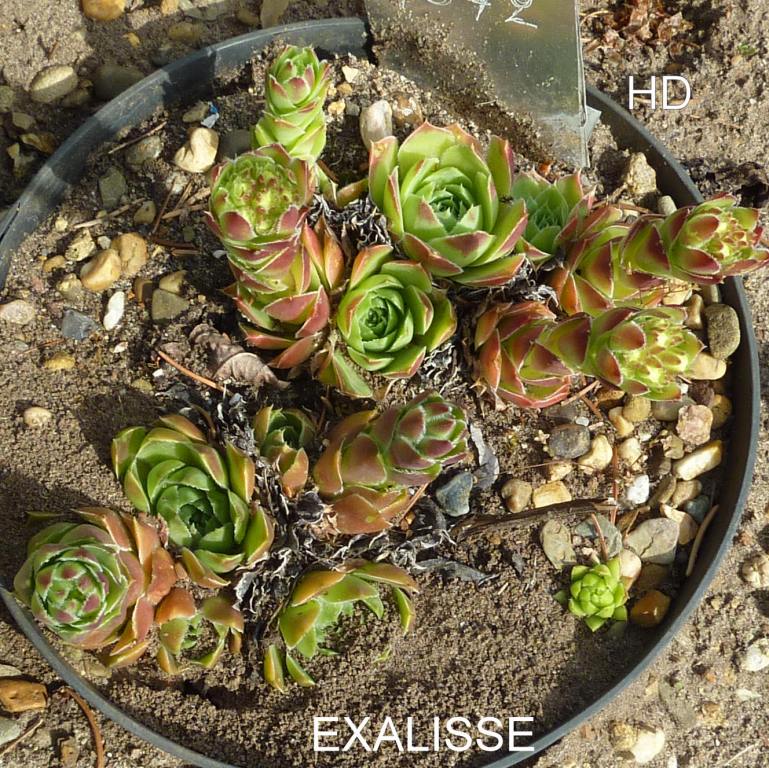 Excalisse / Jovi