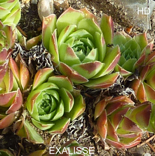Excalisse / Jovi