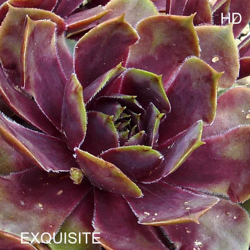 Exquisite