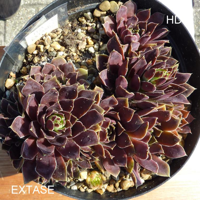 Extase / Jovi