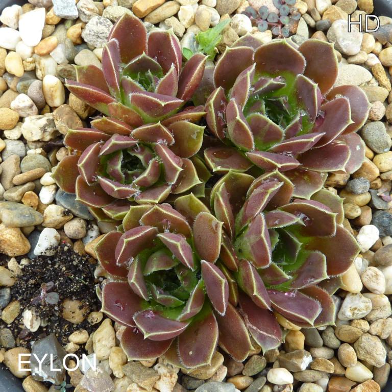 Eylon / Jovi