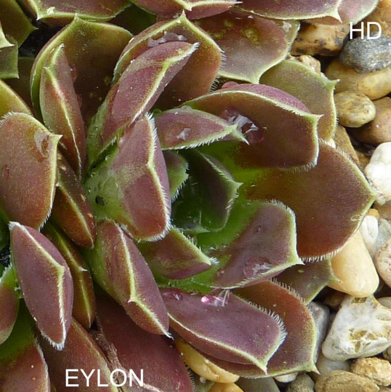 Eylon / Jovi