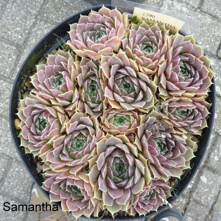 Samantha / Jovi