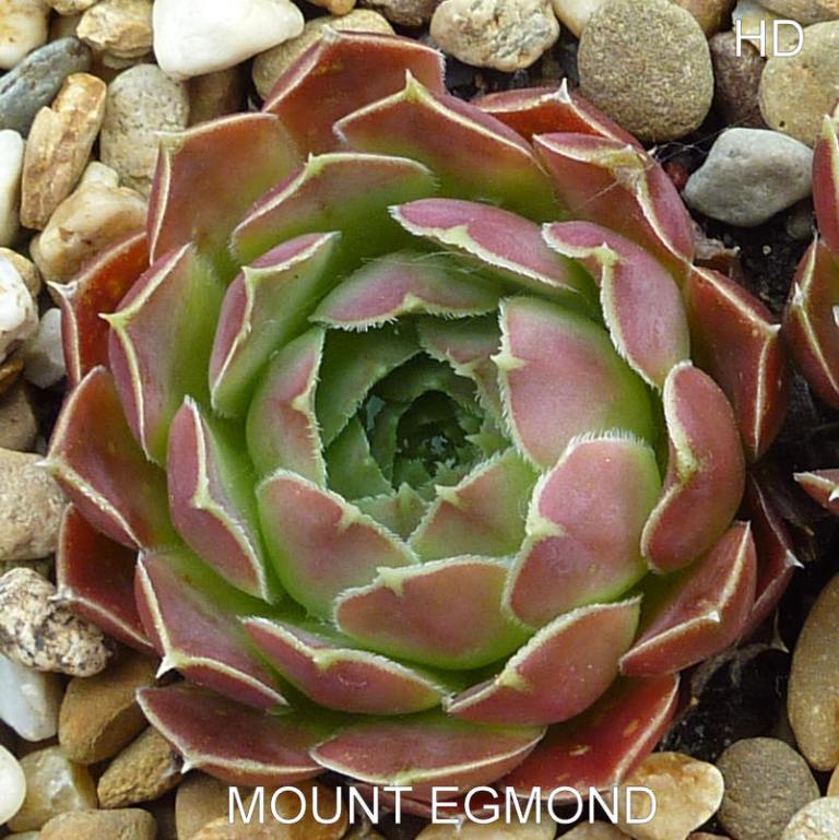 Mount Egmont / Jovi