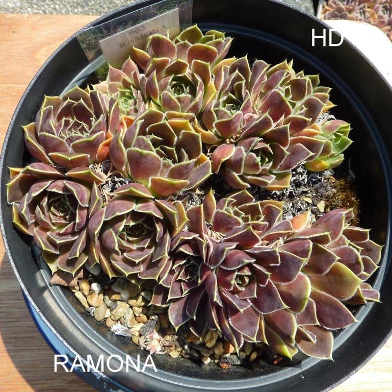Ramona / Jovi