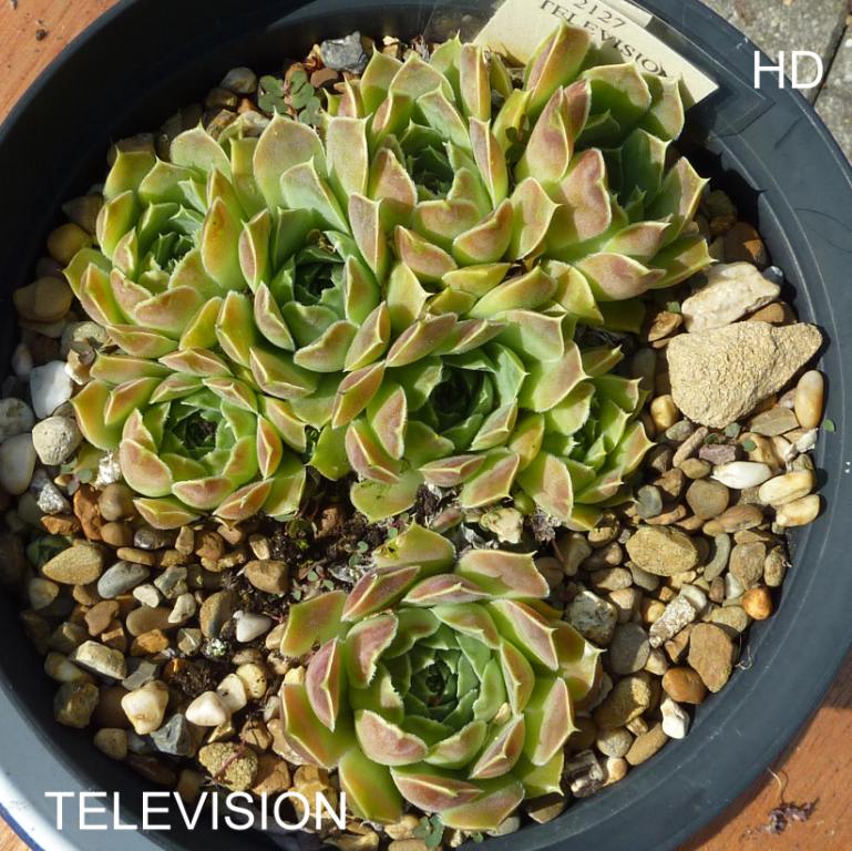 Television / Jovi