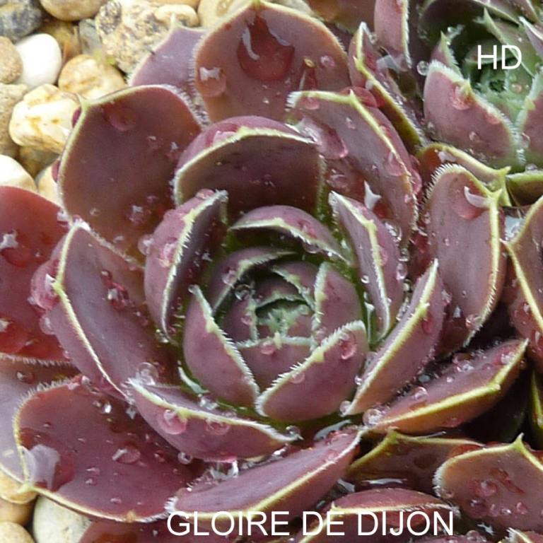 Gloire de Dijon / Jovi