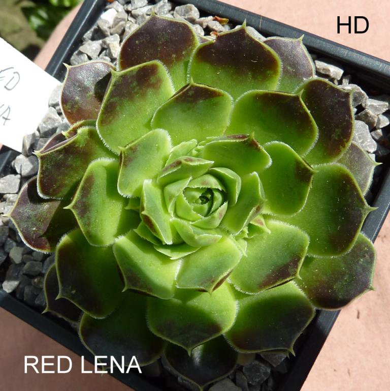 Red Lena / Jovi