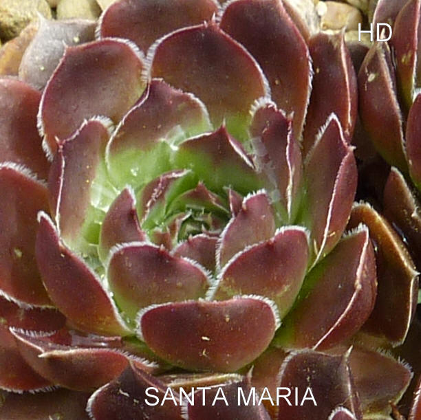 Santa Maria / Jovi