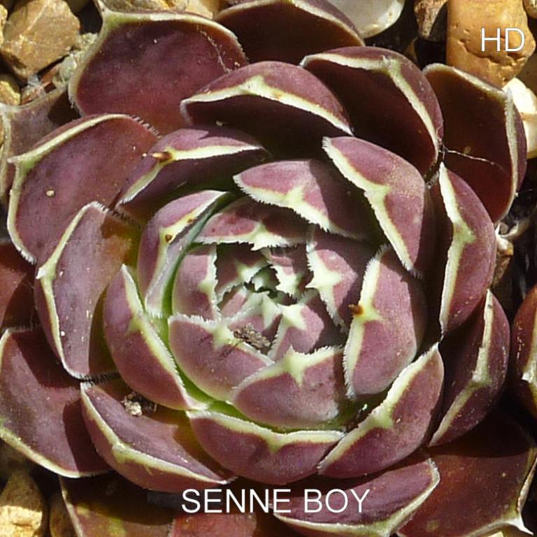 Senne Boy / Jovi