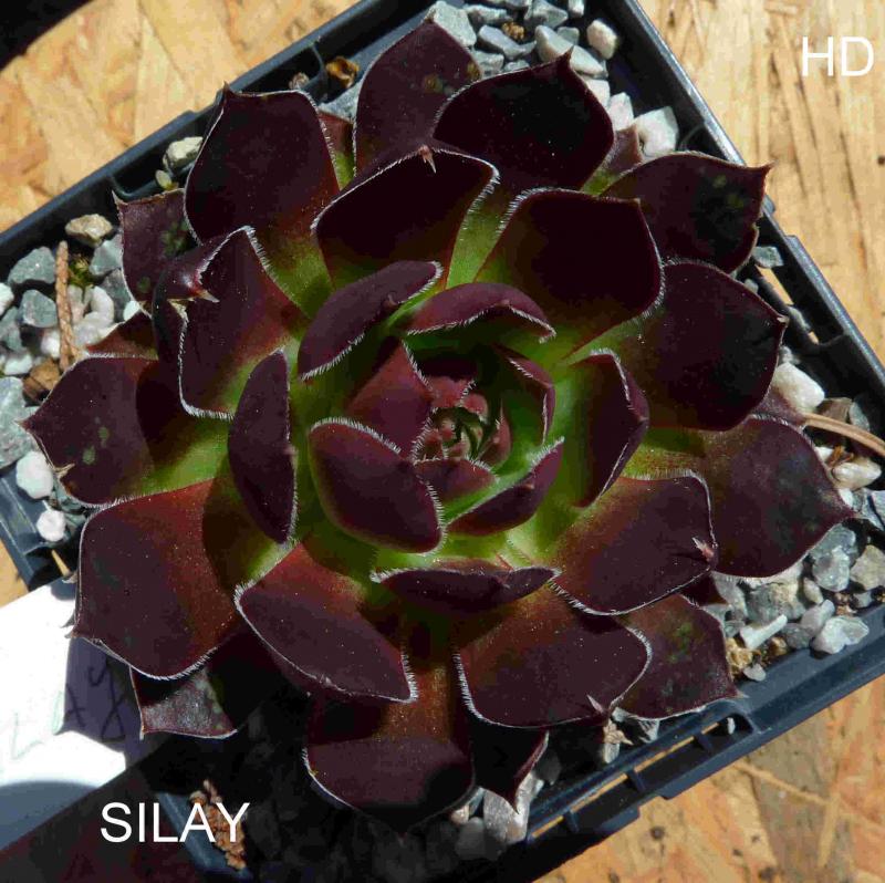 Silay / Jovi
