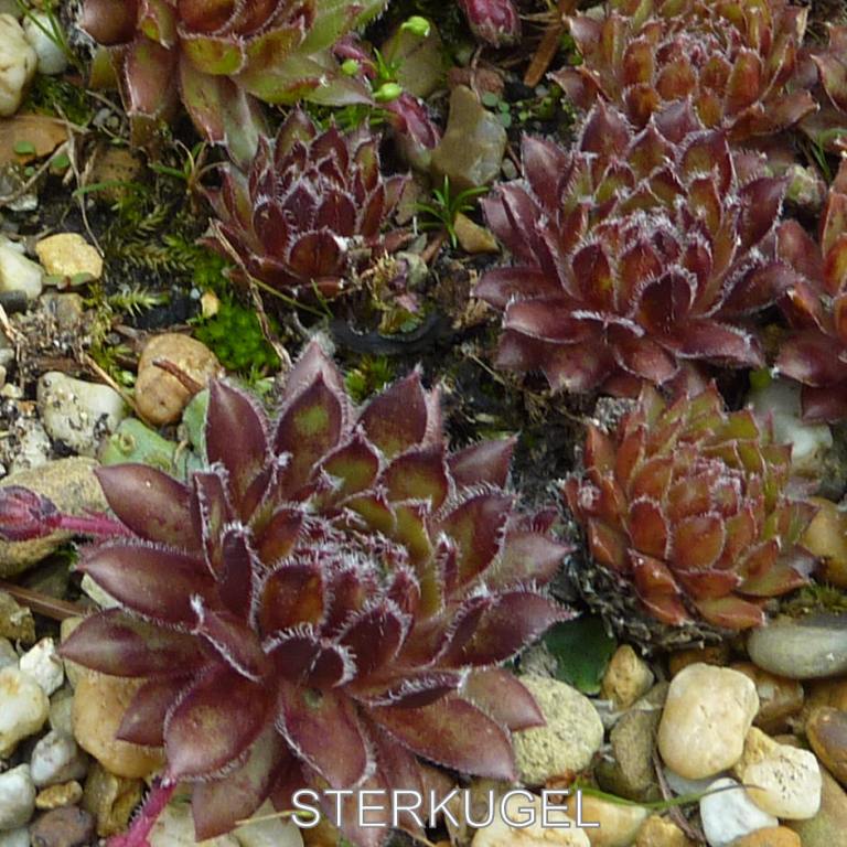 Sterkugel