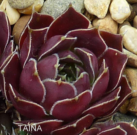 Taina / Jovi