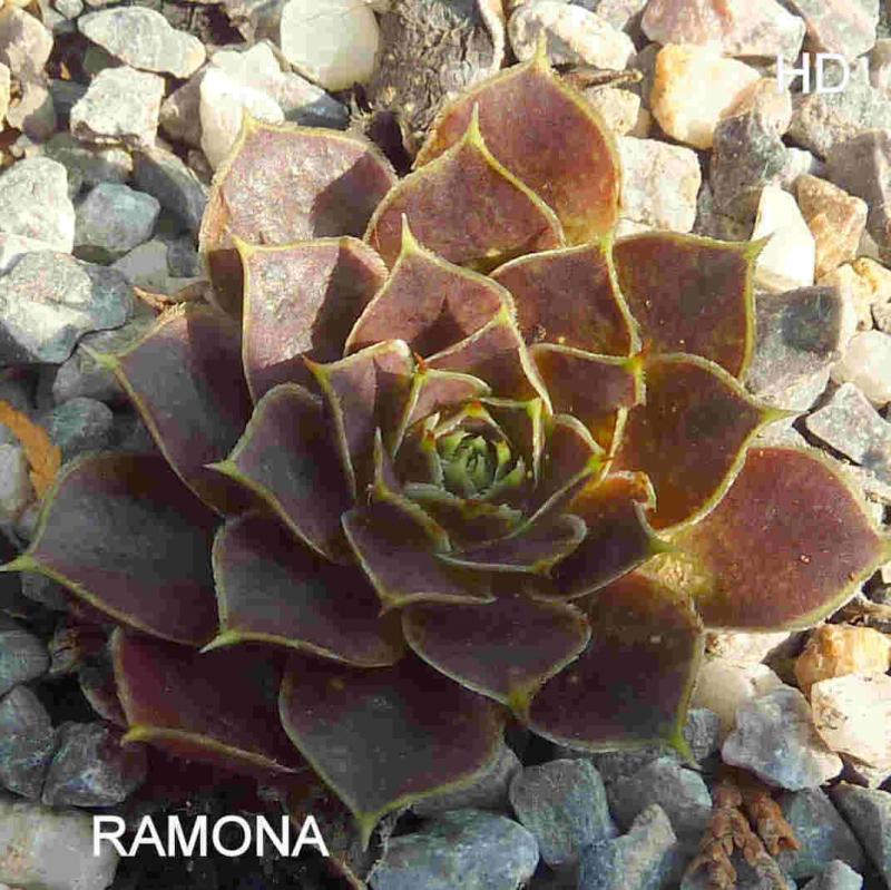 Ramona / Jovi