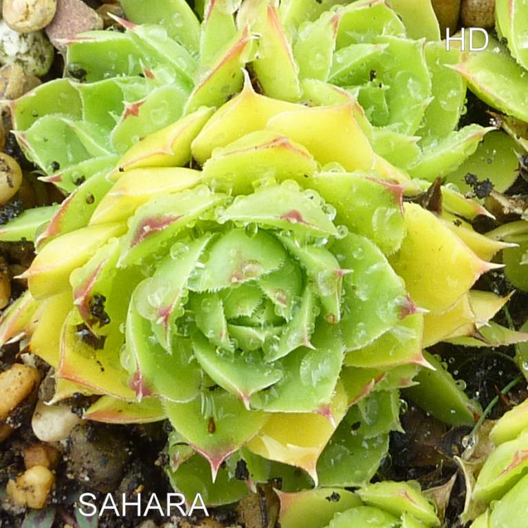 Sahara / Jovi