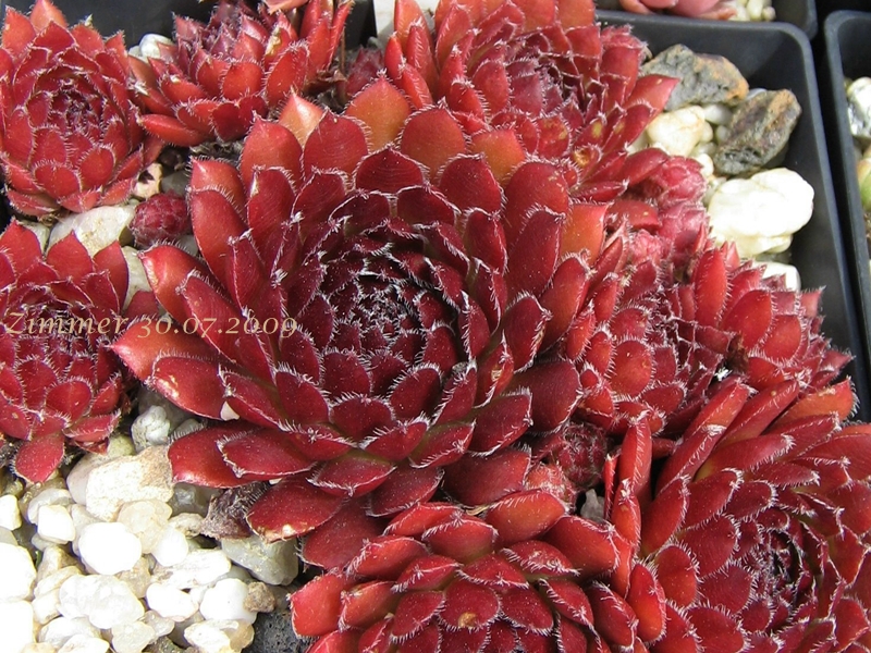 Pacific Deep