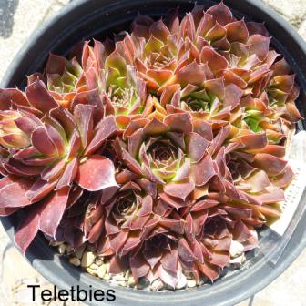 Teletbies / Jovi