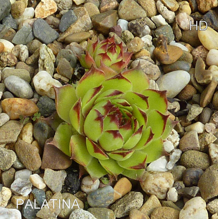 Palatina