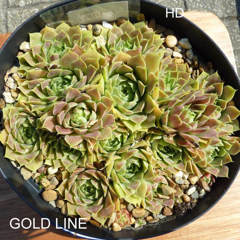 Gold Line / Jovi