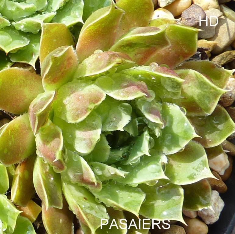 Pasaiers / Jovi