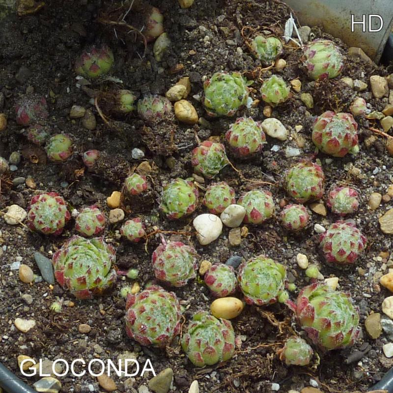 Gloconda