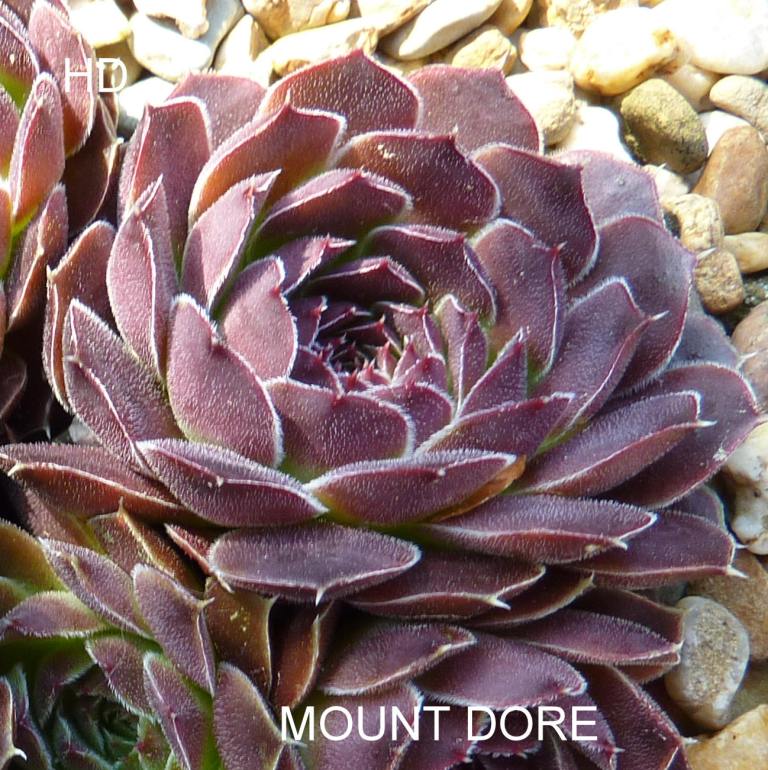 Mount Dore / Jovi