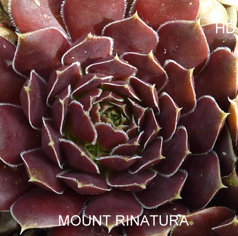 Mount Rinatura / Jovi