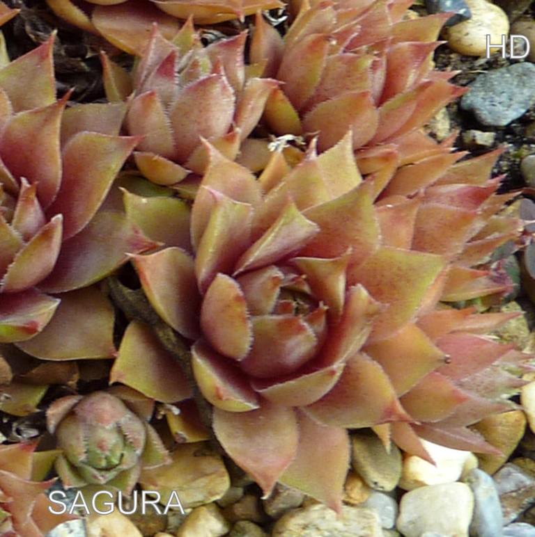Sagura