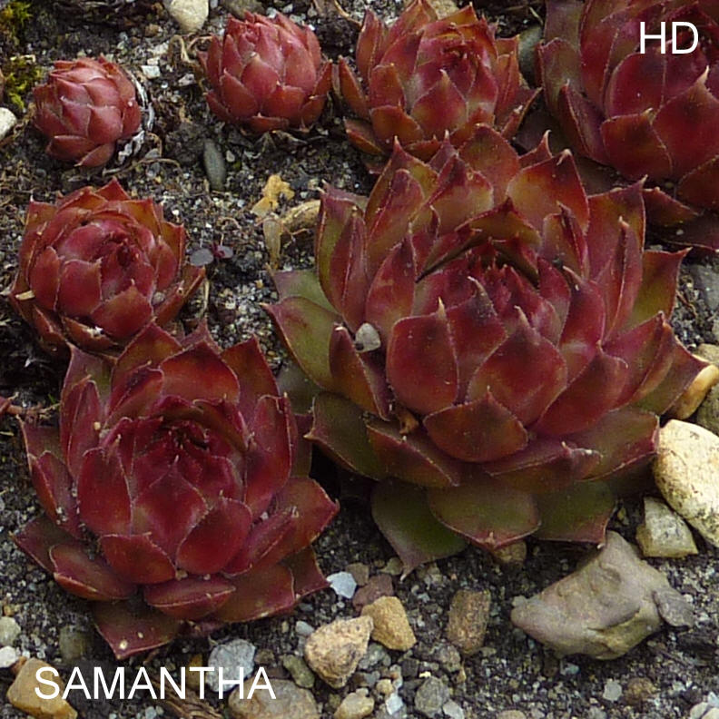 Samantha