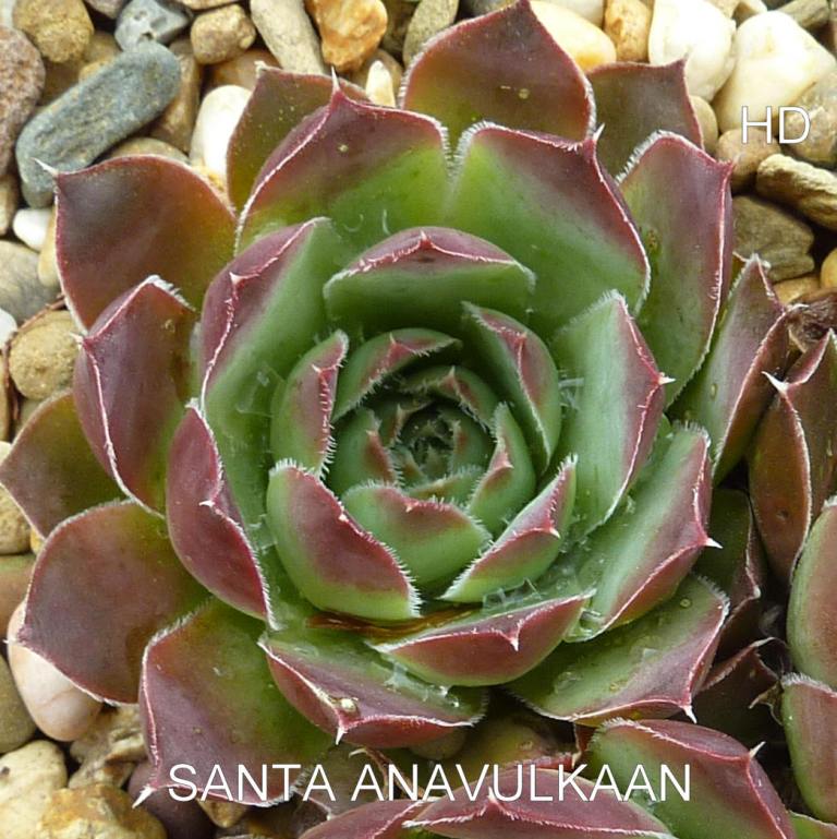 Santa Anavulkaan / Jovi