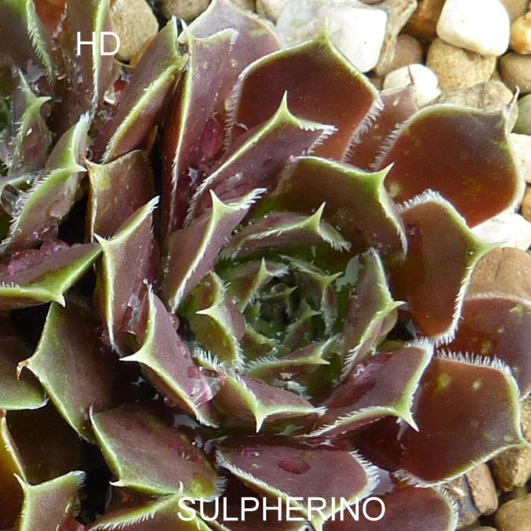 Sulpherino / Jovi