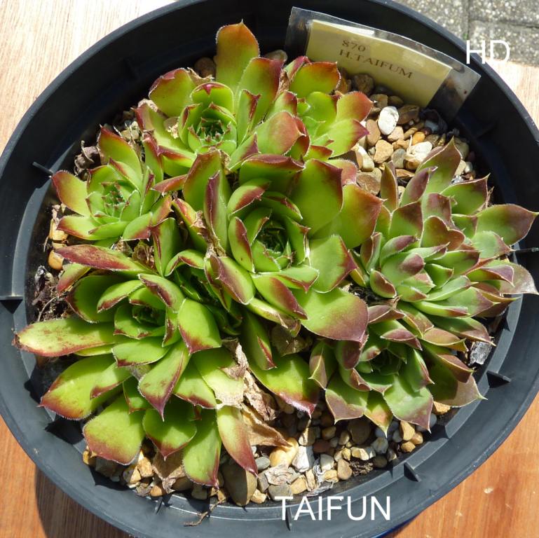 Taifun/ Jovi