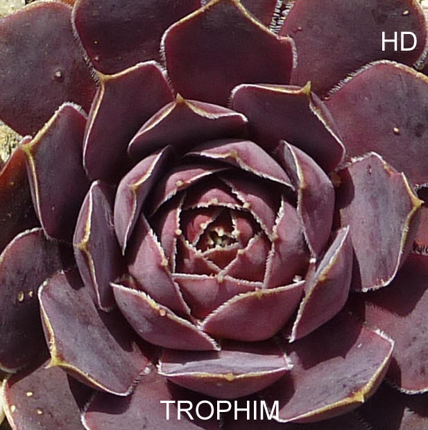 Trophim / Jovi