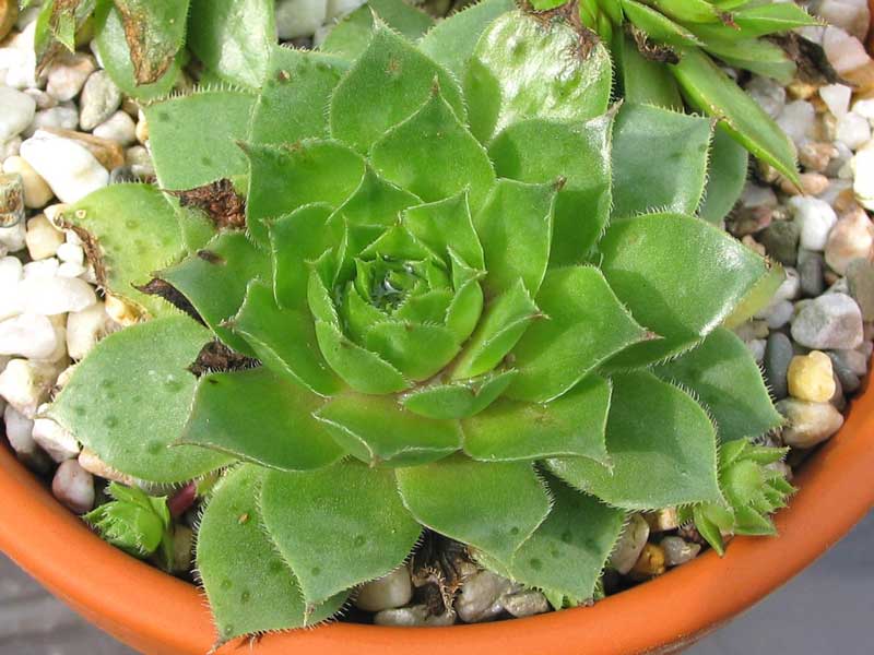 Palatina