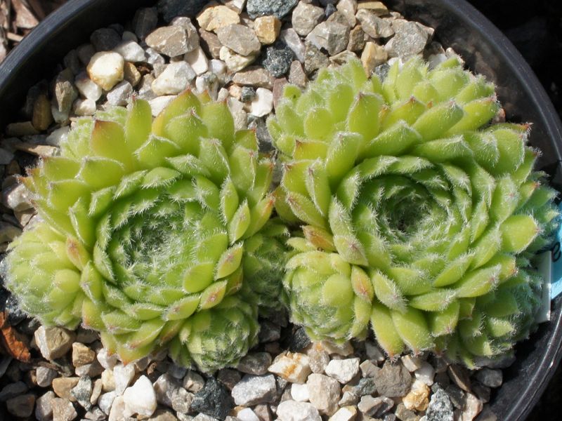 Gloconda