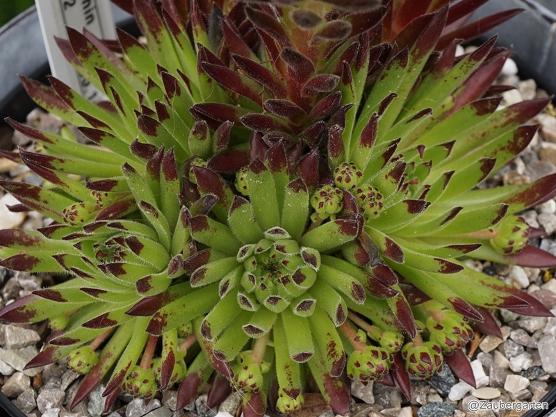 Sea Urchin