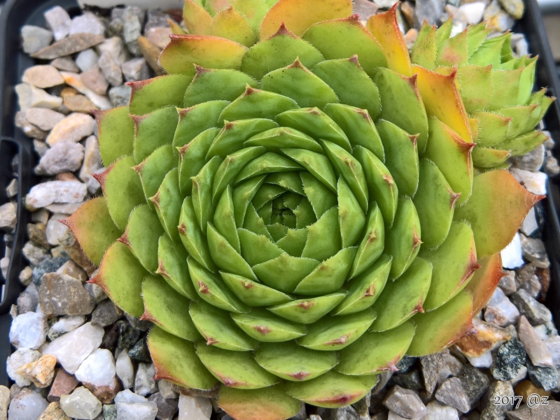 Palatina