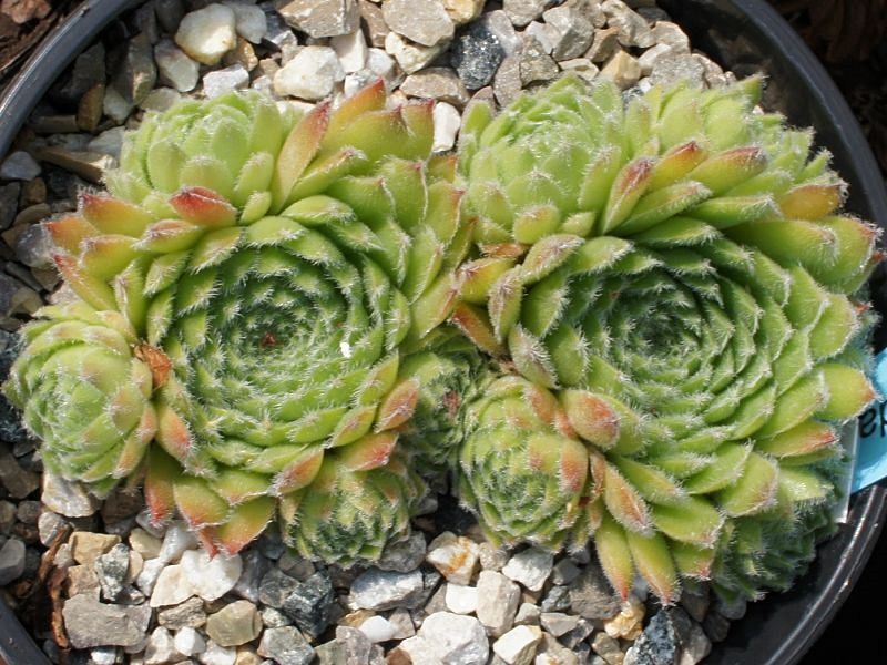 Gloconda