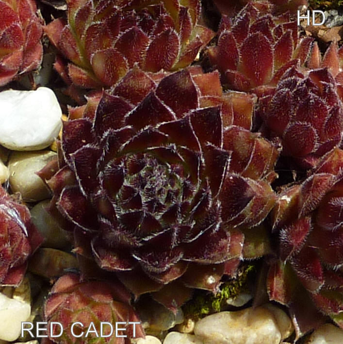 Red Cadet