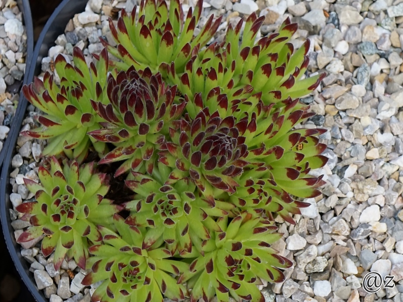 Sea Urchin