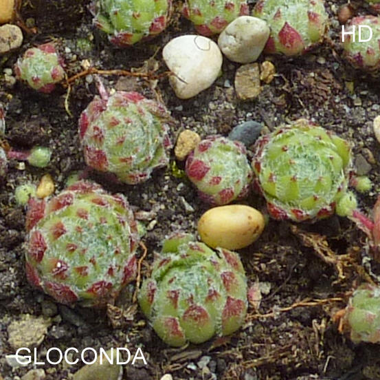 Gloconda