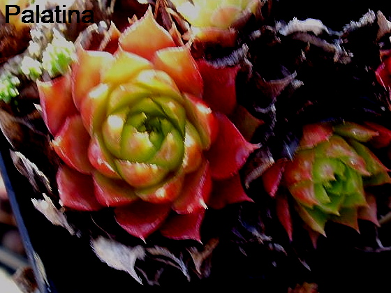 Palatina