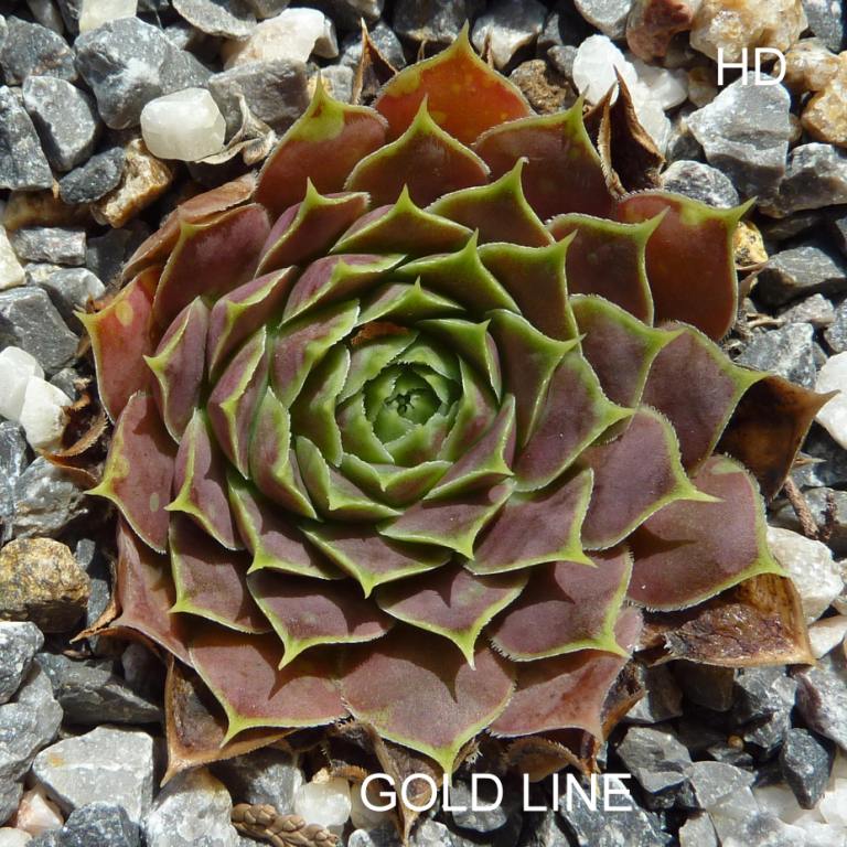 Gold Line / Jovi