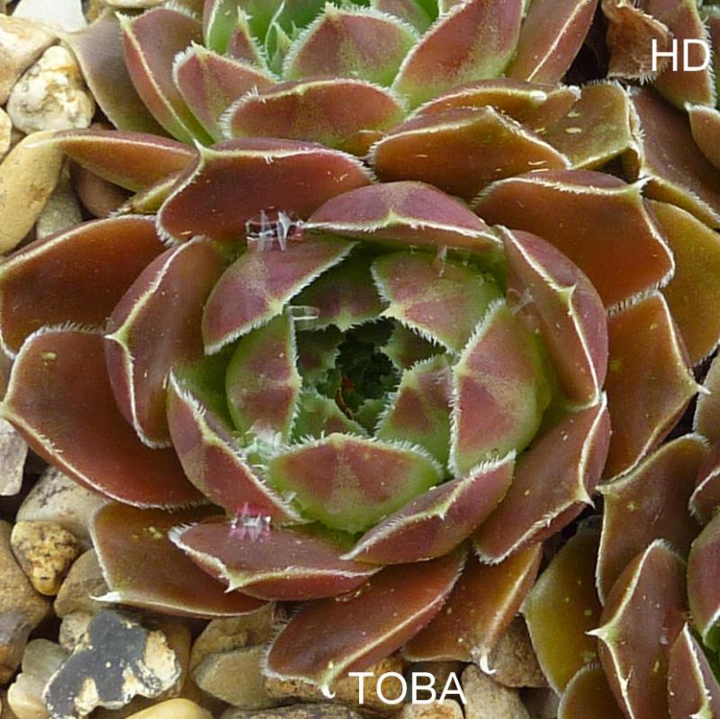 Toba / Jovi
