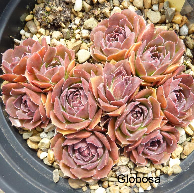 Globosa / Jovi