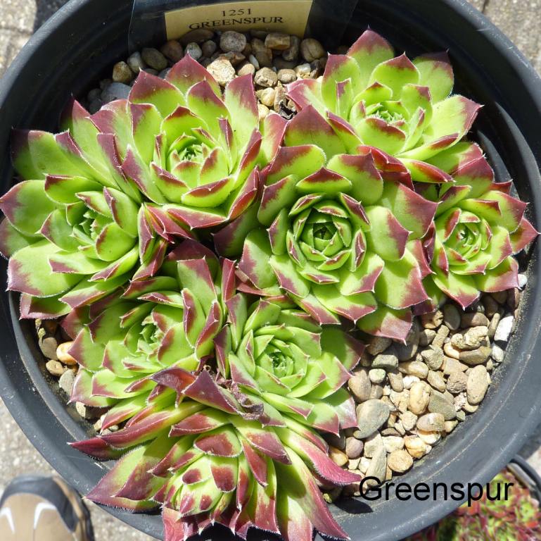 Greenspur / Jovi